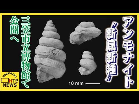 道北で発見された「異常巻き」アンモナイト化石が