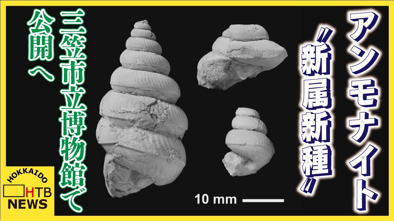 道北で発見された「異常巻き」アンモナイト化石が