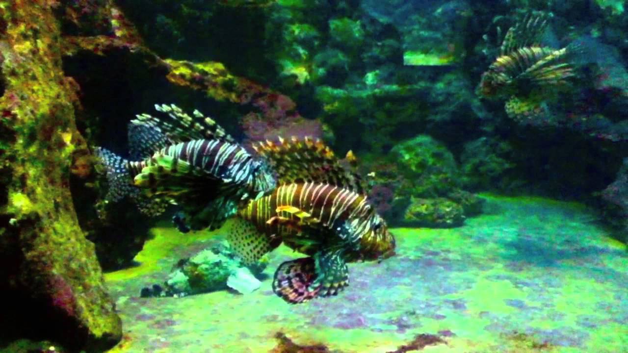 Coral Reef Preservation