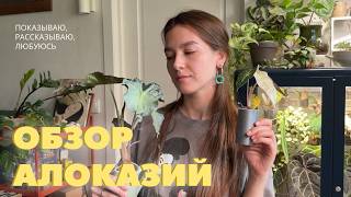 ALOCASIA OVERVIEW