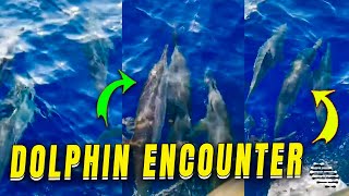Close Encounter with Dolphins During Tour