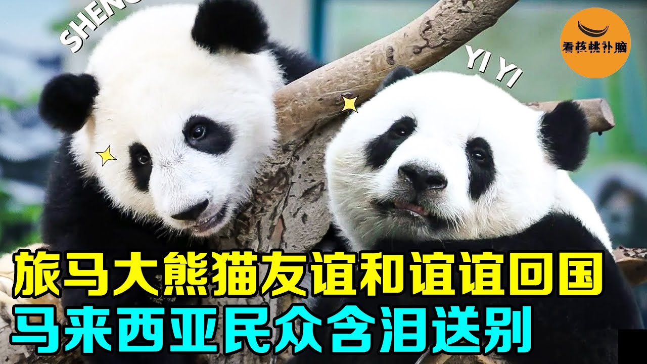 旅马大熊猫谊谊和升谊回国，30号平安抵达成都，马来西亚民众冒雨含泪送别！【看核桃补脑】