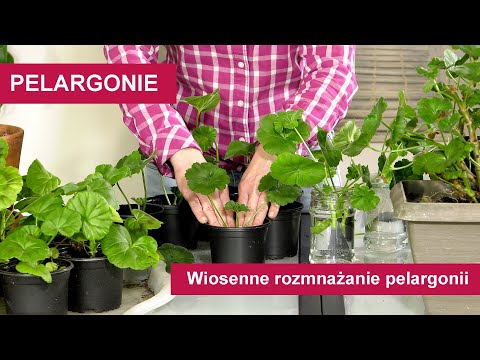 Wideo: Jak zrobić sadzonki pelargonii?