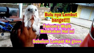the correct way to raise an eagle