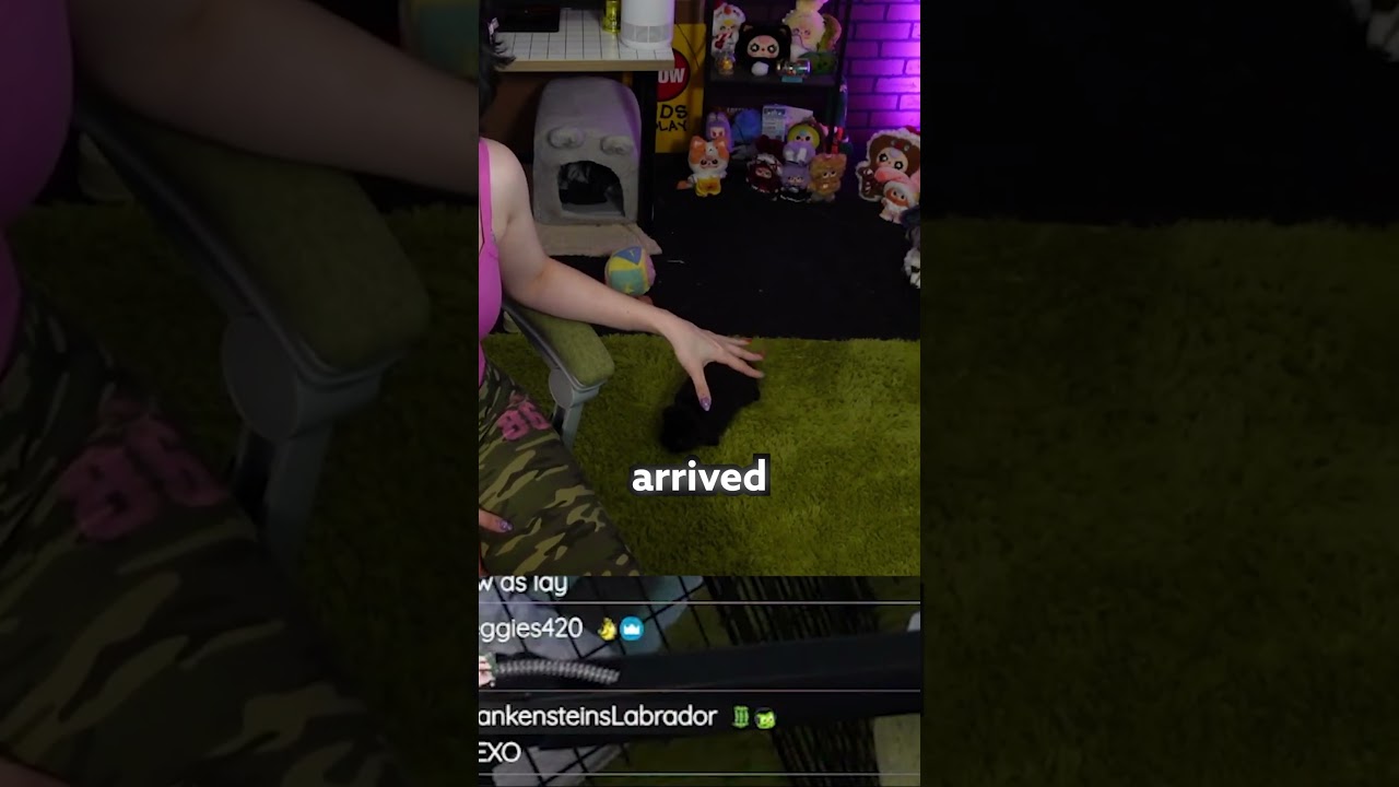 hi lady