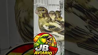 Canarios de canto, de color y de postura