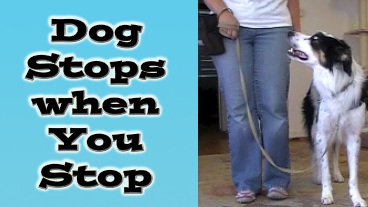 Dog Stops when You Stop Loose Leash Walking Online Class YouTube Dog Stops when You Stop Loose Leash Walking Online Class YouTube