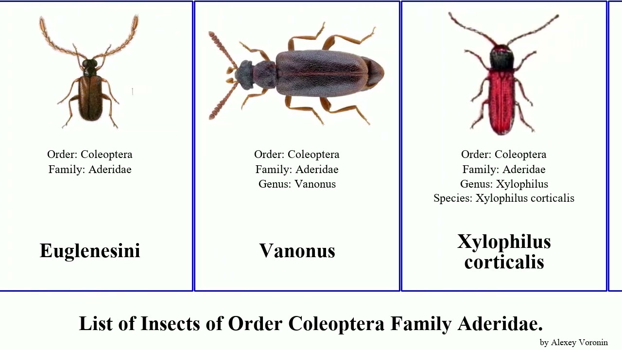 Insects of Order Coleoptera Family Aderidae pallidus fasciatus pygmaeus Xylophilus Zonantes Aderus