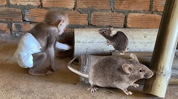 Little Monkey Goes Out and Encounters a Sneaky Mouse!