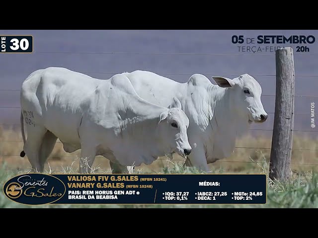 LOTE 30   MFBN 10248 10241