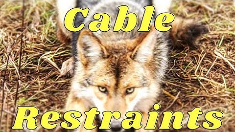 Trapping Coyotes with Cable Restraints In Southwestern Pennsylvania