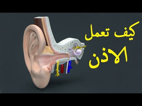 كيف تعمل الاذن ؟؟ How does the ear work