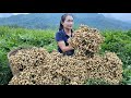 Harvesting peanut  boil peanuts goes to the market sell  animal care  ly thi tam