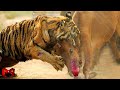 Harimau Serang Ternak Warga! Serangan Harimau Dan Singa Paling Brutal Yang Pernah Ada