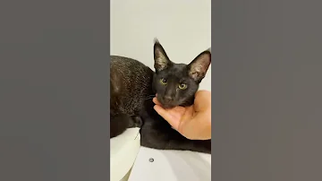 Как приручить камышового кота 😽