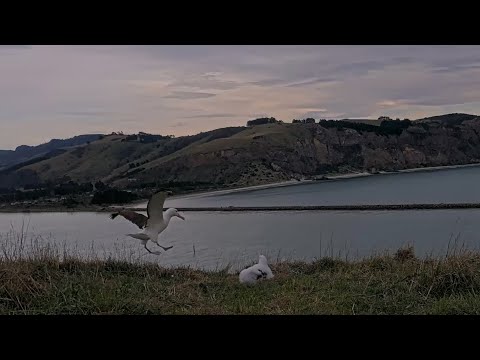 GLG Drops Down For A Feeding With Northern Royal Albatross Chick | DOC | Cornell Lab