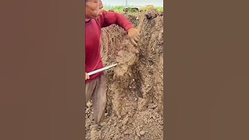 The correct way to dig up yam! Watch how this old farmer easily handles it.
