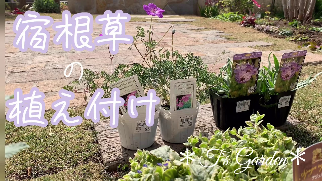 宿根草の植え付け ガーデニング 花いっぱいの庭づくり T S Garden 4k Youtube