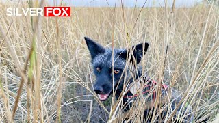 The Fox Watches Сows Coming From The Pasture