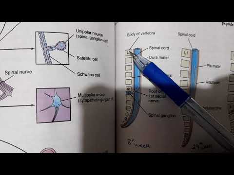 Development of spinal cord | CNS Embryology Part 3 - YouTube