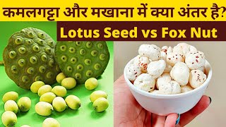 Lotus Seed vs Fox Nut |कमलगट्टा और मखाना में क्या अंतर है?| Difference between kamalgatta & makhana
