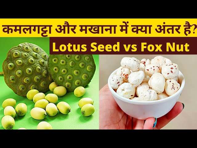 Lotus Seed Vs Fox Nut |कमलगट्टा और मखाना में क्या अंतर है?| Difference  Between Kamalgatta & Makhana - Youtube