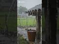 Cozy Rainy Day in a Village Bakery | (Simple Life) #viral#bollywoodsongs#trendingshorts#naturelovers