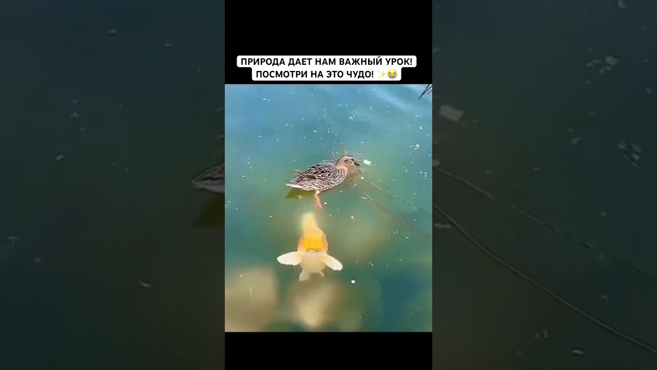 САМАЯ ВЕЖЛИВАЯ РЫБА В МИРЕ! УЧИСЬ МАНЕРАМ У КАРПА! 🐟😂 #ШОРТС #ВЕЖЛИВОСТЬ #МАНЕРЫ #МЕМЫ #ЖИВОТНЫЕ
