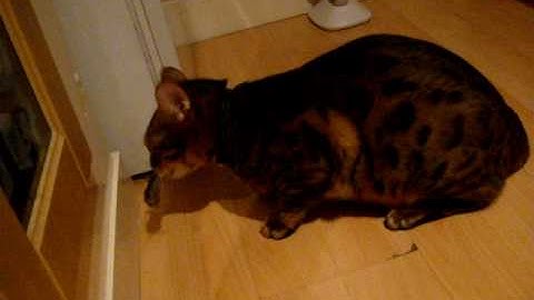 Two Bengal cats and a very tiny mouse/ rat