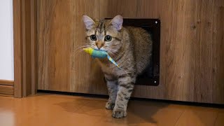 キャットニップ付きのネズミを離そうとしない猫！
