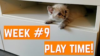 Cute Kitten Week 9 Update | Play time! by Goudan Adventures 3,043 views 3 years ago 4 minutes, 7 seconds