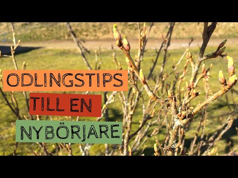 Video: Hur Man Odlar Husplanter Korrekt, Tips För En Nybörjare Blomsterhandlare