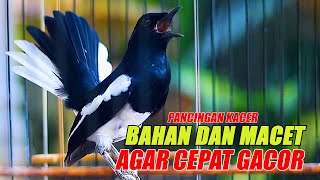 PANCINGAN KACER TERBAIK, PALING CEPAT BIKIN KACER BAHAN DAN KACER MACET CEPAT GACOR