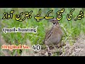 Batair Ki Awaz Sobha Ke Liye Batairkiawaz2024 Batairhunting بٹیر کی صبح کے لیے آواز Femalebeter Batair Ki Awaz Sobha Ke Liye Batairkiawaz2024 Batairhunting بٹیر کی صبح کے لیے آواز Femalebeter