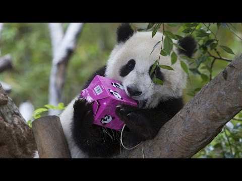 Video: Weißt du, wo der Panda lebt?