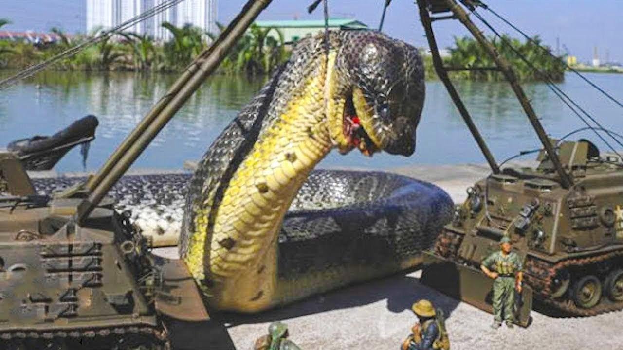 Top 10 Biggest Snakes In The World Telugu Mantras YouTube top-10-biggest-snakes-in-the-world-telugu-mantras-youtube