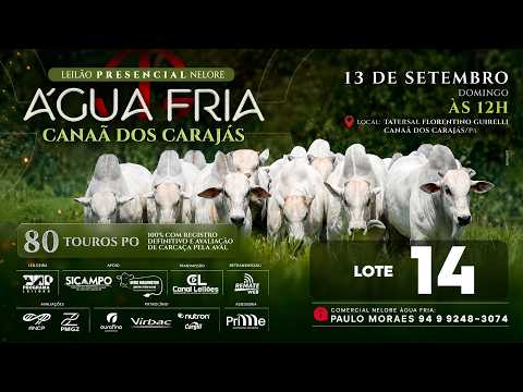 LOTE 14