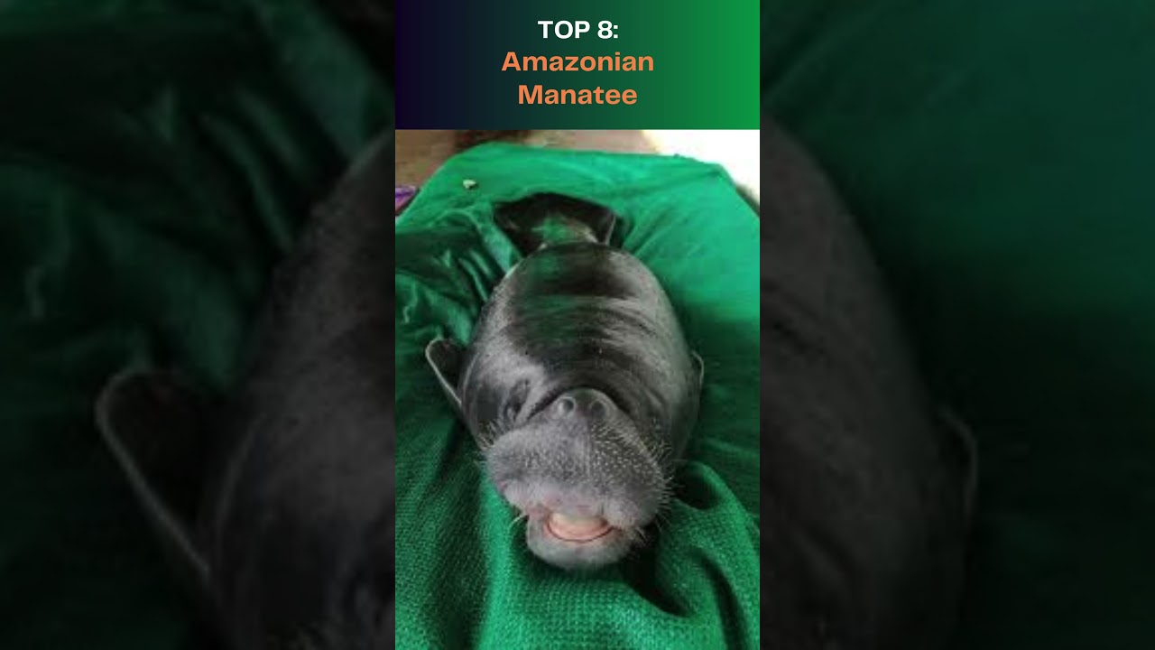 Top 10 Longest Living Animals in the Tropics!