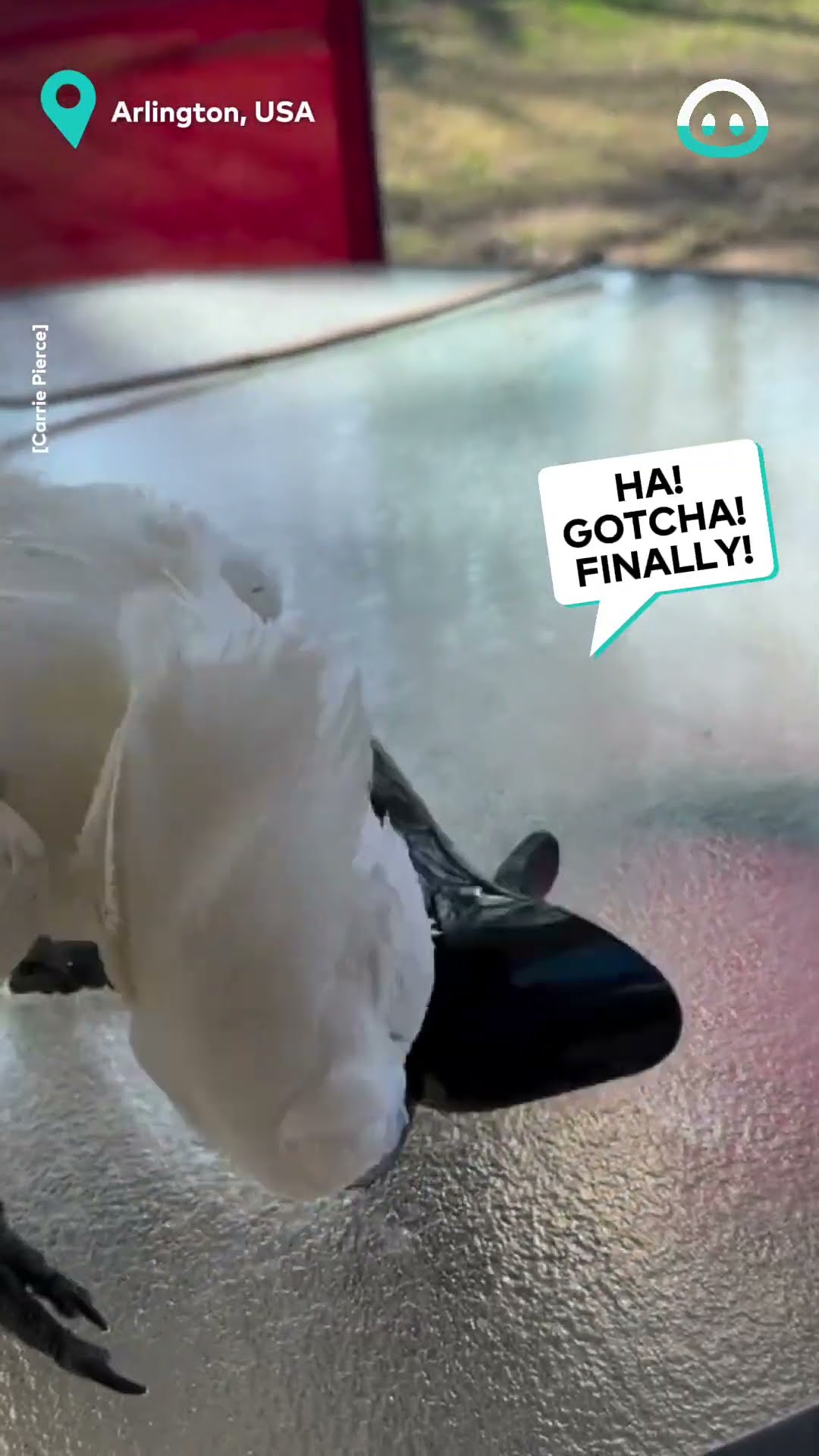 Cockatoo Gets Payback || ViralHog