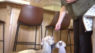 Senior poodles find second chance after adoption