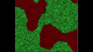Competitive Cellular Automata