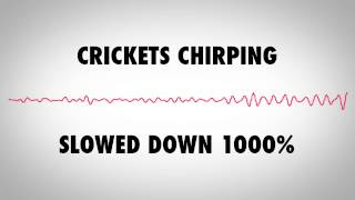 This was an experiment i did after hearing about the song "god's
cricket chorus" that featured crickets slowed down to sound like a
choir. am not sure of e...