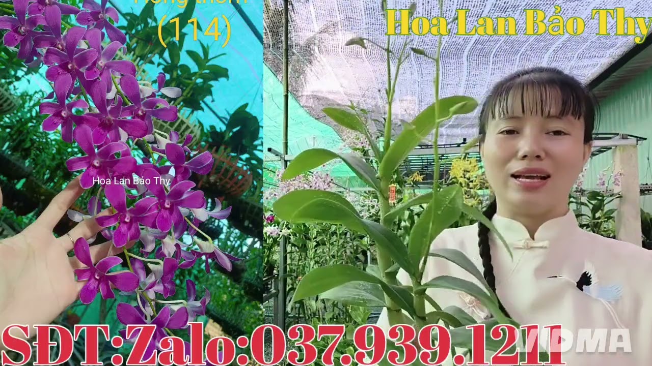 Hoa đẹp cây đẹp ,giá yêu thương, kính mời cả nhà,1-3-2026 (HoaLanBảoThy)