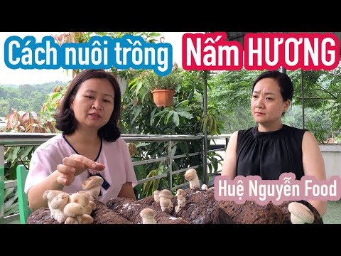 Video: Cách Phân Biệt Nấm Hương