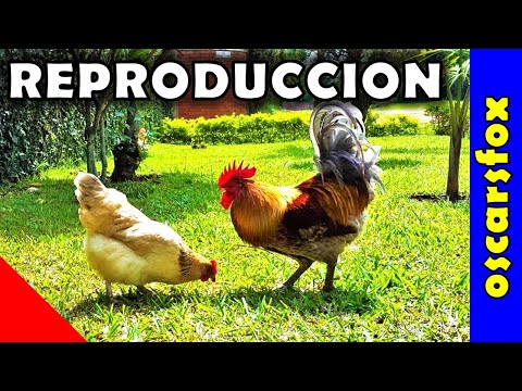 Video: ¿Cómo fecundan los huevos los gallos?