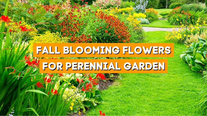 7 Best Fall Blooming Flowers for Your Perennial Garden 🌼☀️✨