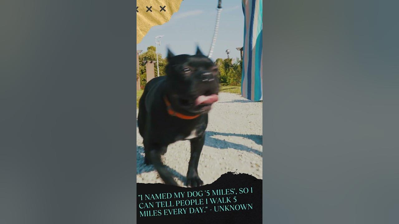 dog-quote-i-named-my-dog-5-miles-so-i-can-tell-people-i-walk-5