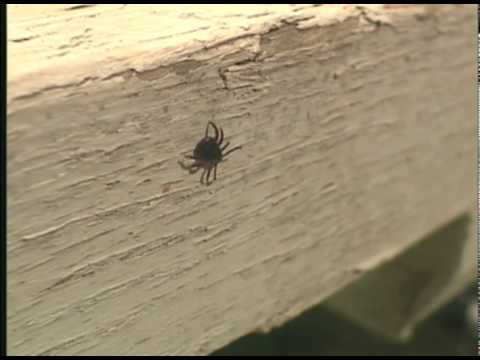 Ticks & Disease: Lyme & Colorado Tick Fever - Orkin Pest Control