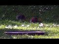 Rat Pest Control - A compilation of headshots