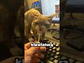 Ulubione lizaki Prezesa znajdziecie na lalu.pl 🤭🤭 #kot #DevonRex #cats[marka własna]